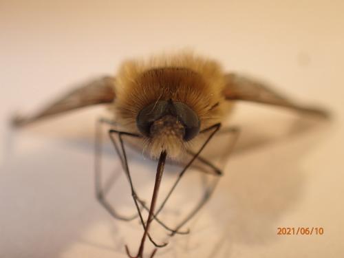 Bombylius sp.